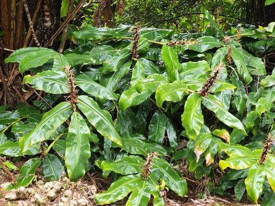 Hedychium gardnerianum, photographed by Tyler Bishop