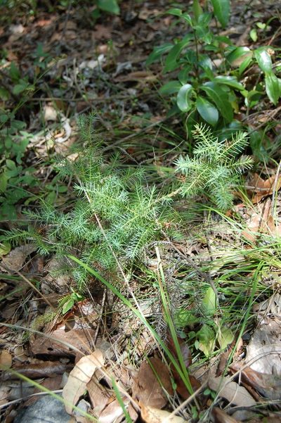 Juniperus gamboana, photographed by Neptalí Ramírez Marcial