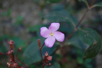 Arthrostemma parvifolium, photographed by Neptalí Ramírez Marcial