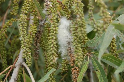 Salix bonplandiana, photographed by Neptalí Ramírez Marcial
