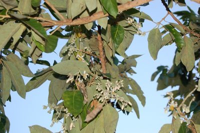 Styrax argenteus, photographed by Neptalí Ramírez Marcial