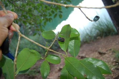 Symplocos limoncillo, photographed by Neptalí Ramírez Marcial