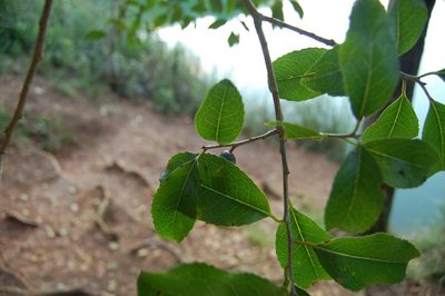 Symplocos limoncillo, photographed by Neptalí Ramírez Marcial