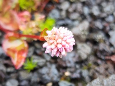 Persicaria capitata, photographed by Tyler Bishop