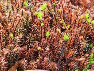 Polytrichum commune, photographed by Tyler Bishop