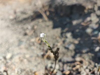 Cryptantha flaccida