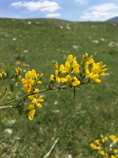 Genista januensis, photographed by Mirko Ubović