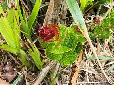 Vaccinium reticulatum, photographed by Tyler Bishop