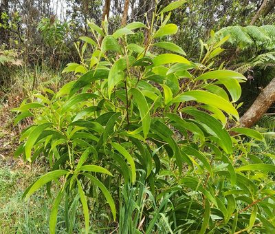 Acacia heterophylla, photographed by Tyler Bishop