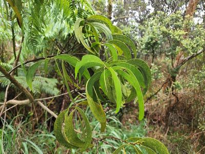 Acacia heterophylla, photographed by Tyler Bishop