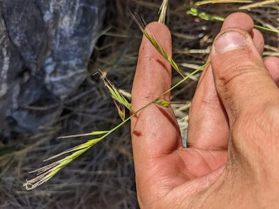 Festuca microstachys, photographed by Trevor Van Loon