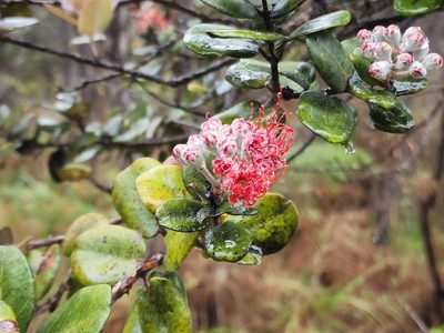 Metrosideros polymorpha, photographed by Tyler Bishop