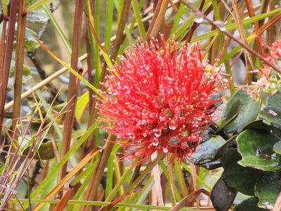 Metrosideros polymorpha, photographed by Tyler Bishop