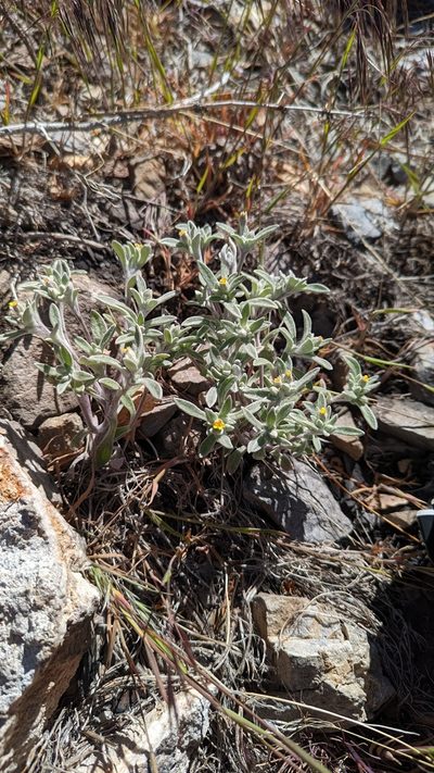 Eriophyllum nubigenum, photographed by Trevor Van Loon
