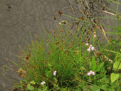Eleocharis geniculata, photographed by chiuluan