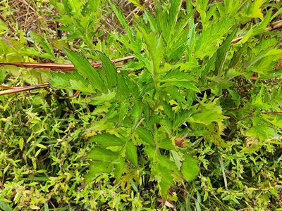 Erechtites valerianifolius, photographed by Tyler Bishop