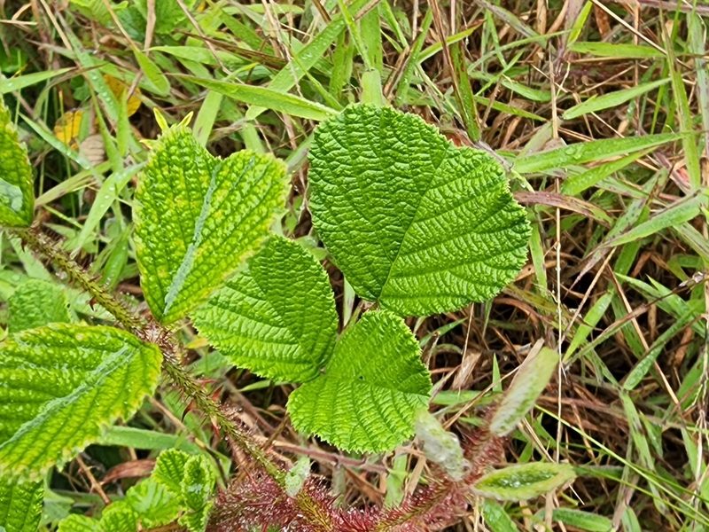 Rubus ellipticus, photographed by Tyler Bishop