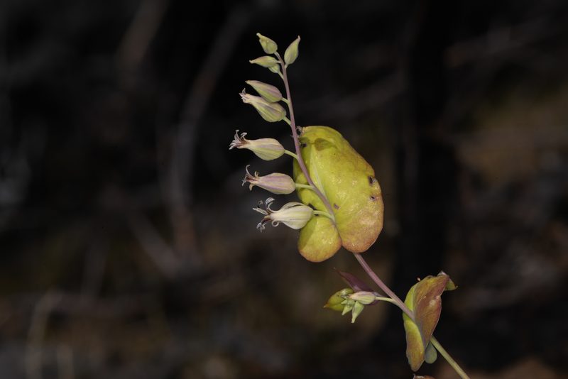 Streptanthus tortuosus, photographed by Trevor Van Loon