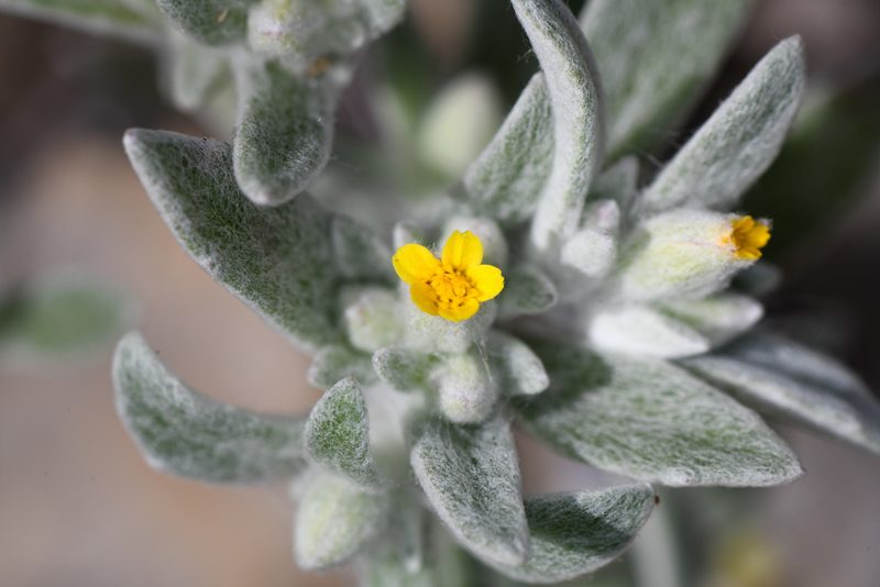 Eriophyllum nubigenum, photographed by Trevor Van Loon