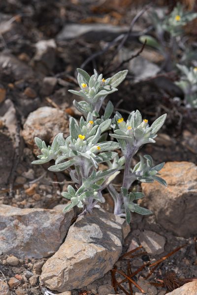 Eriophyllum nubigenum, photographed by Trevor Van Loon