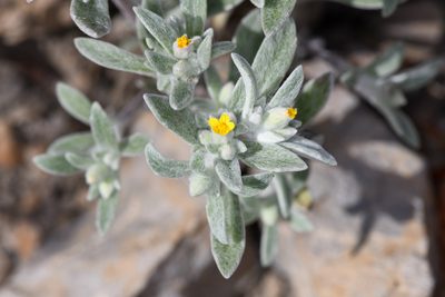 Eriophyllum nubigenum, photographed by Trevor Van Loon
