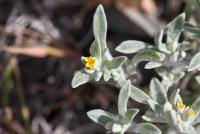 Eriophyllum nubigenum, photographed by Trevor Van Loon