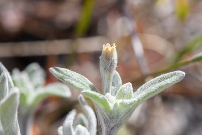Eriophyllum nubigenum, photographed by Trevor Van Loon