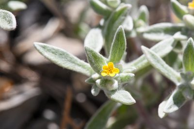 Eriophyllum nubigenum, photographed by Trevor Van Loon