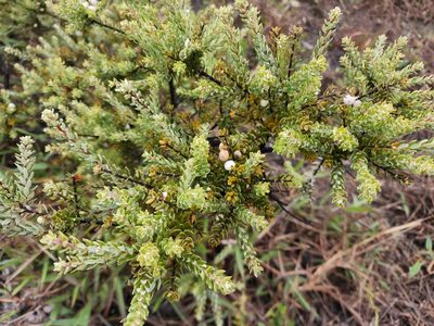 Leptecophylla tameiameiae, photographed by Tyler Bishop