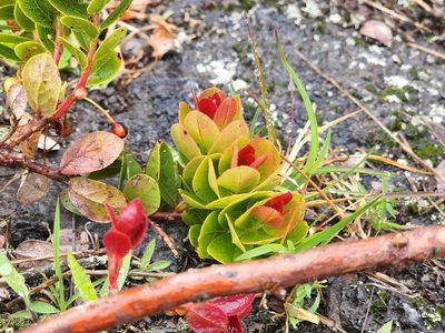 Vaccinium reticulatum, photographed by Tyler Bishop