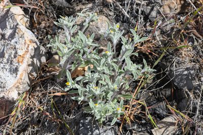 Eriophyllum nubigenum, photographed by Trevor Van Loon