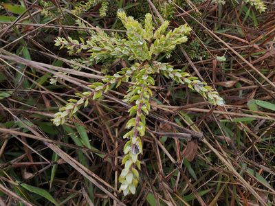Leptecophylla tameiameiae, photographed by Tyler Bishop