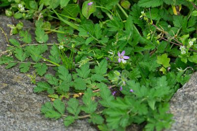 Erodium moschatum, photographed by Andrew Skotnicki
