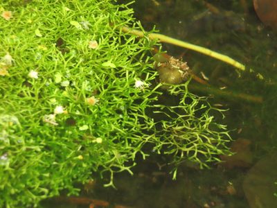Riccia fluitans, photographed by chiuluan