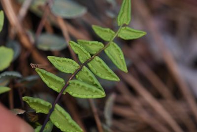 Pellaea bridgesii, photographed by Trevor Van Loon
