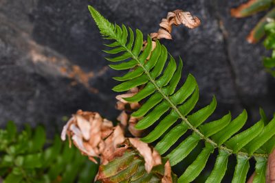 Polystichum imbricans, photographed by Trevor Van Loon