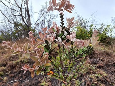 Metrosideros polymorpha, photographed by Tyler Bishop