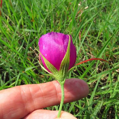 Callirhoe involucrata, photographed by Annika Lindqvist