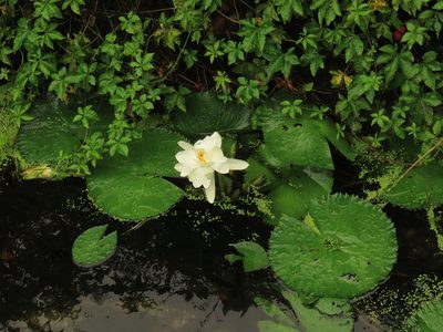 Nymphaea lotus, photographed by chiuluan