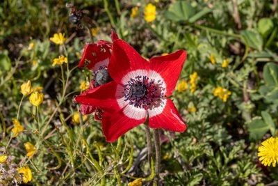 Anemone coronaria, photographed by Bob Walker