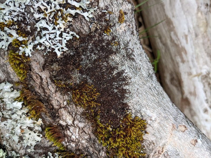 Frullania eboracensis, photographed by Nick Kleinschmidt