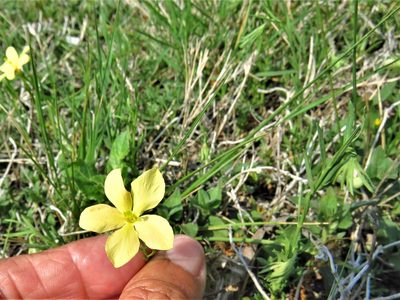 Menodora heterophylla
