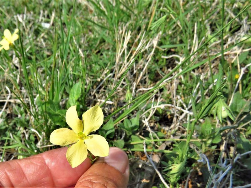 Menodora heterophylla, photographed by Annika Lindqvist