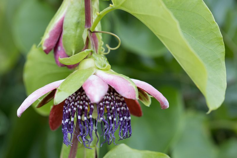 Passiflora alata, photographed by Frank Thomas Sautter