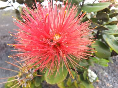Metrosideros polymorpha, photographed by Tyler Bishop