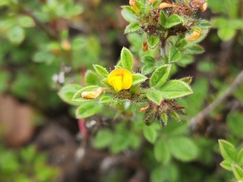 Stylosanthes viscosa, photographed by Tyler Bishop