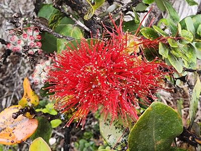 Metrosideros polymorpha, photographed by Tyler Bishop