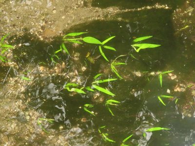 Pontederia vaginalis, photographed by chiuluan