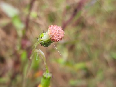 Crassocephalum crepidioides, photographed by Tyler Bishop