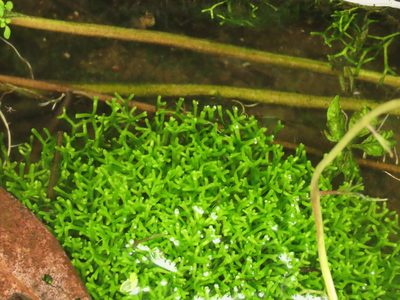Riccia fluitans, photographed by chiuluan